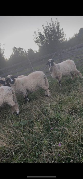 Vând mielute și berbecuți