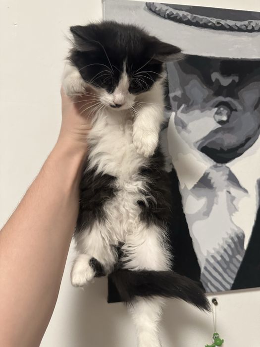 Отдаю в добрые руки