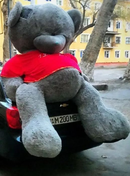 Katta ayiqlar sotiladi yap yangi salafani bilan turibdi