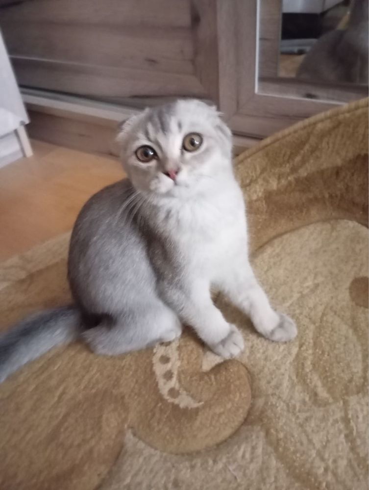 Продам шотландскую кошку Scottish Fold
