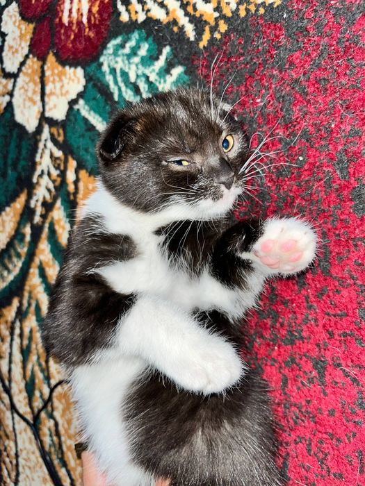 Чиройли зотдор киз мушук боласи сотилади