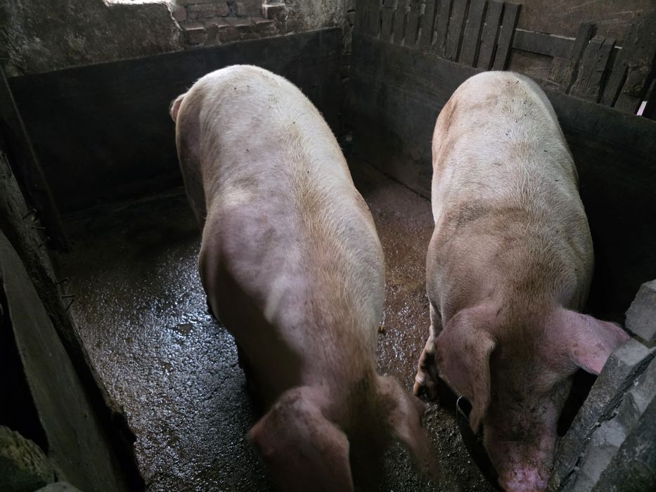 Продавам големи прасета за коледа