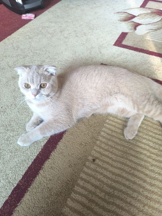 Mushuk sotiladi  Scottish Fold