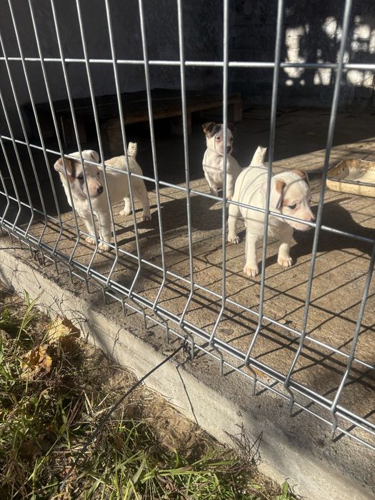 Джак ръсел териер