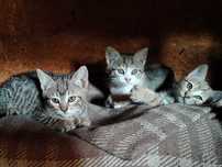 Adoptie pui pisica - Niscov Jud Buzau