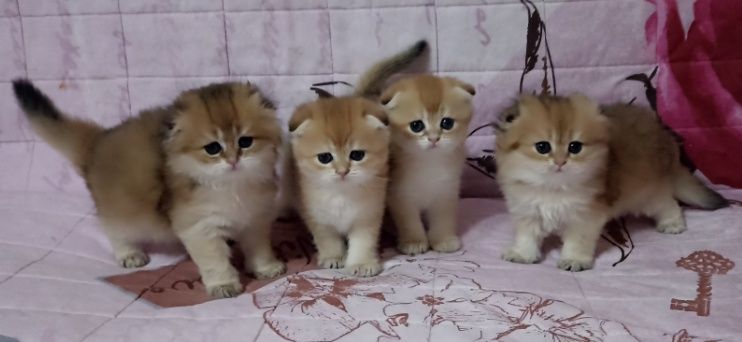 Британский золотая шиншилла