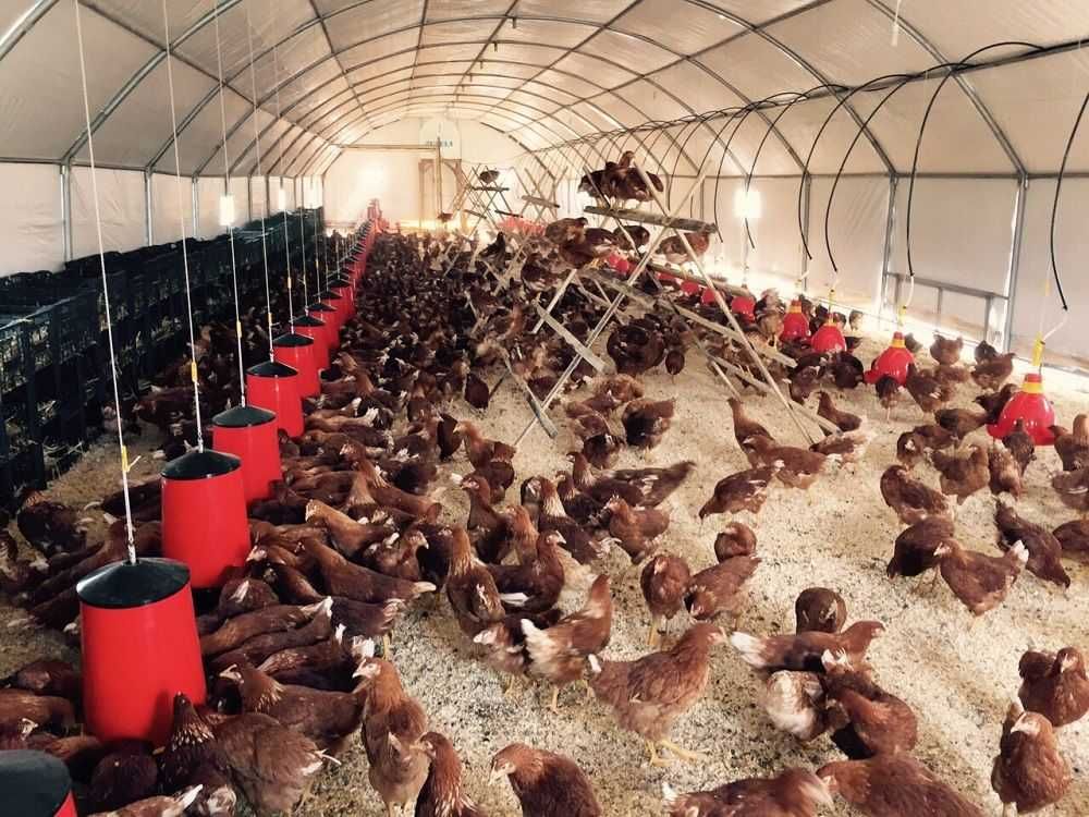 Corturi pentru animale