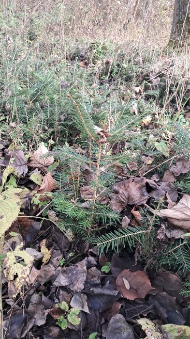 Vand puieti de brad!