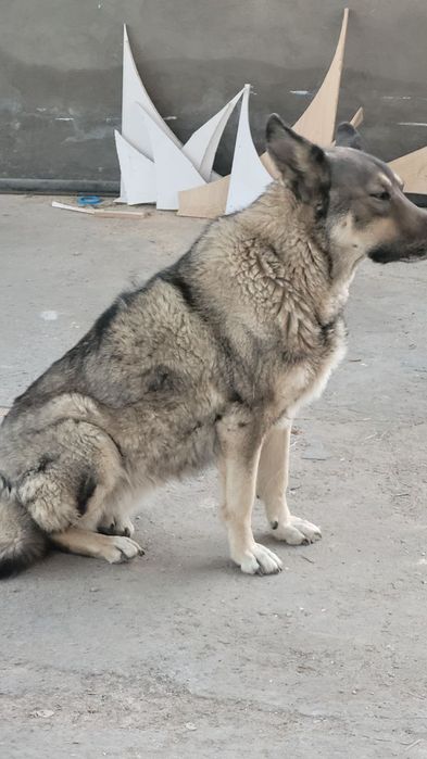 Собака девочка смешанная авчарка