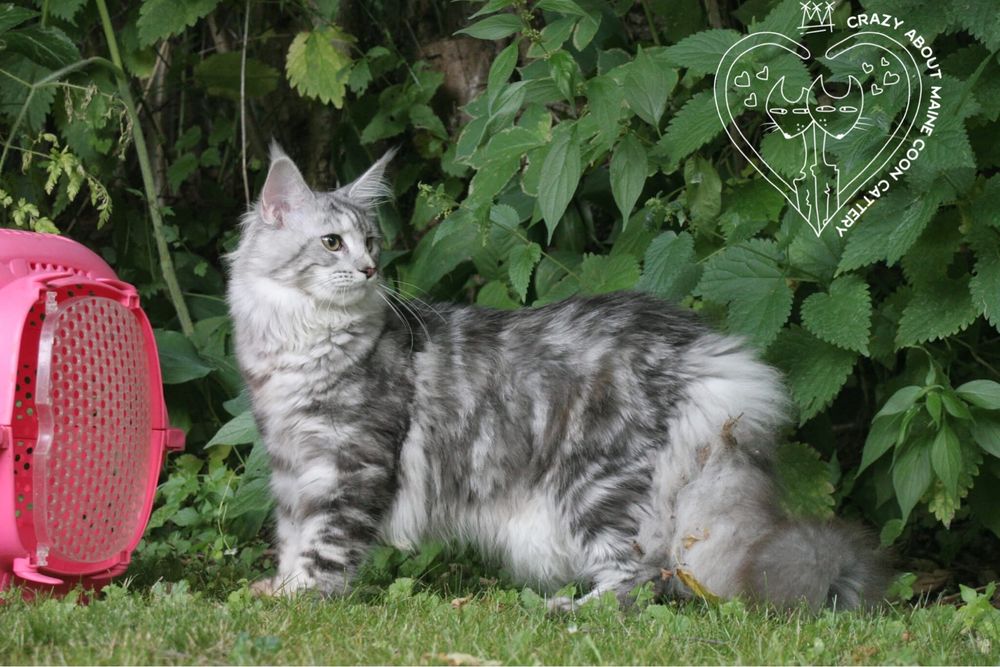 Мейн Куун (Maine Coon)
