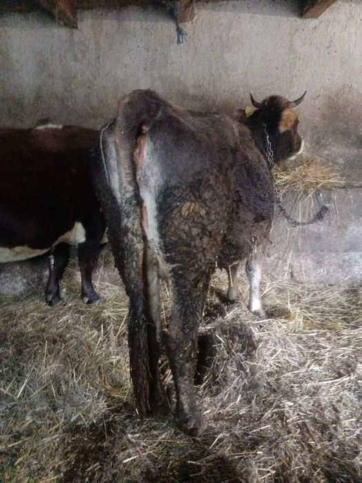 Vând vaca de 4 ani  gestanta în 2 luni jumate