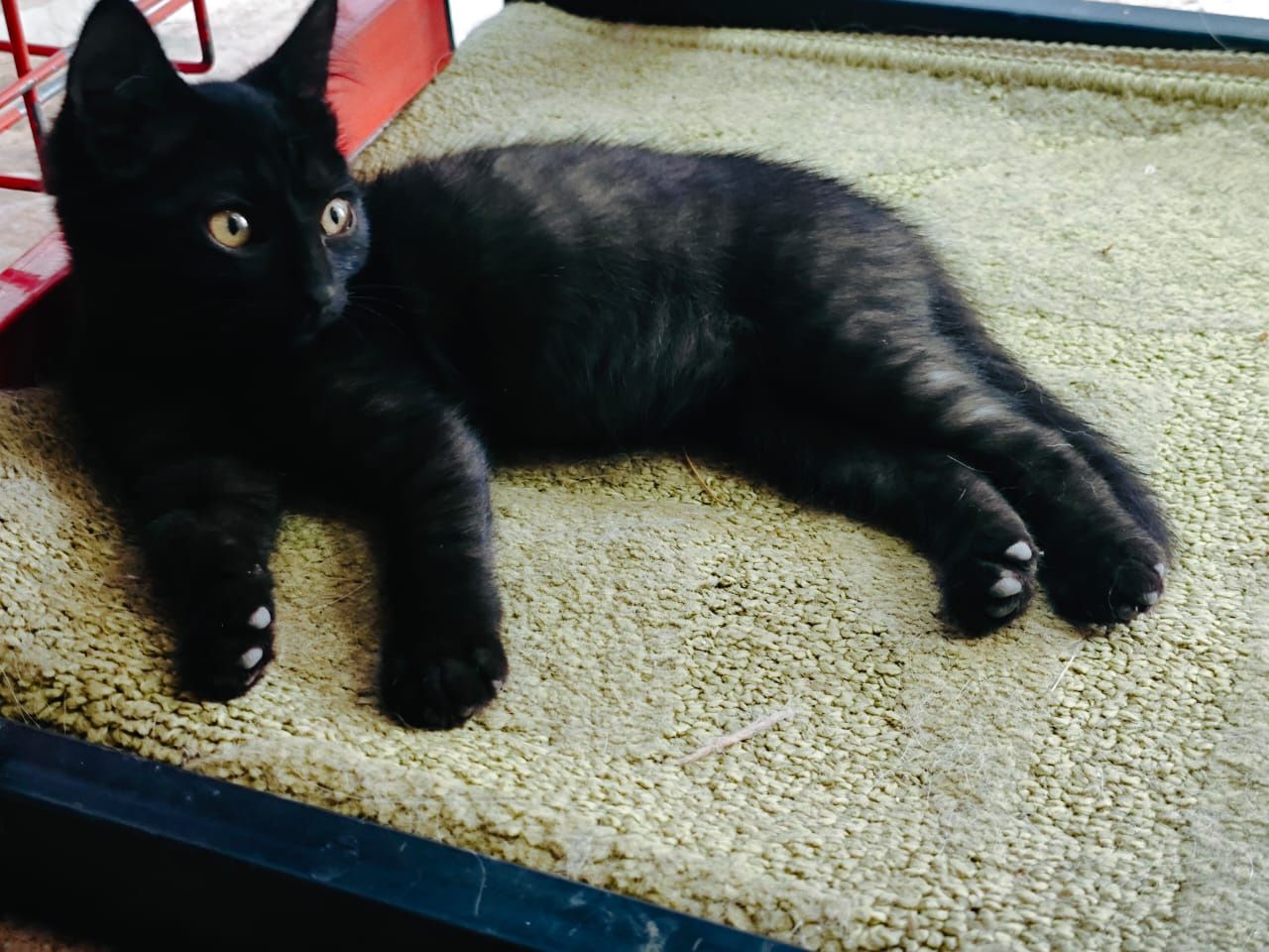 Котенок девочка 3 мес.