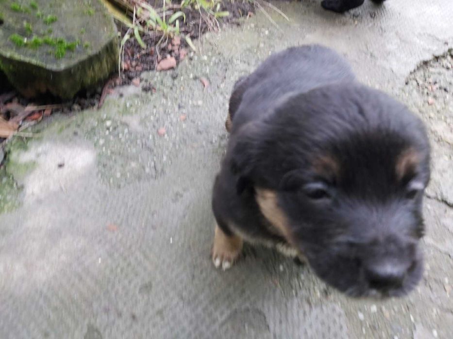 Donez catei de curte