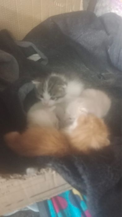Срочно котятки ищут дом