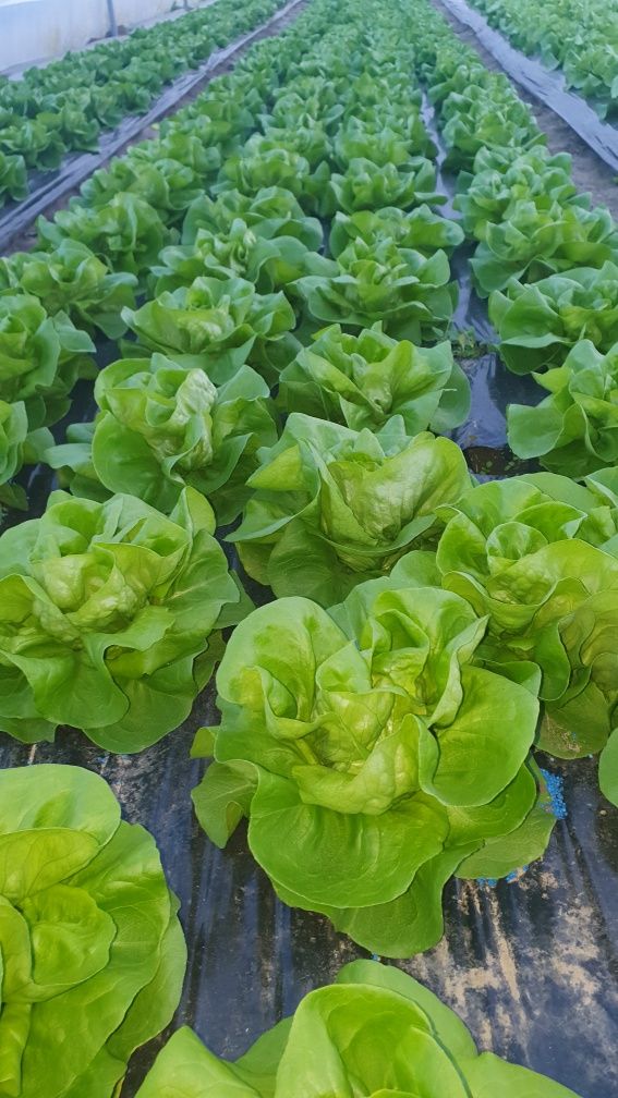 Salată-Verde-Disponibil