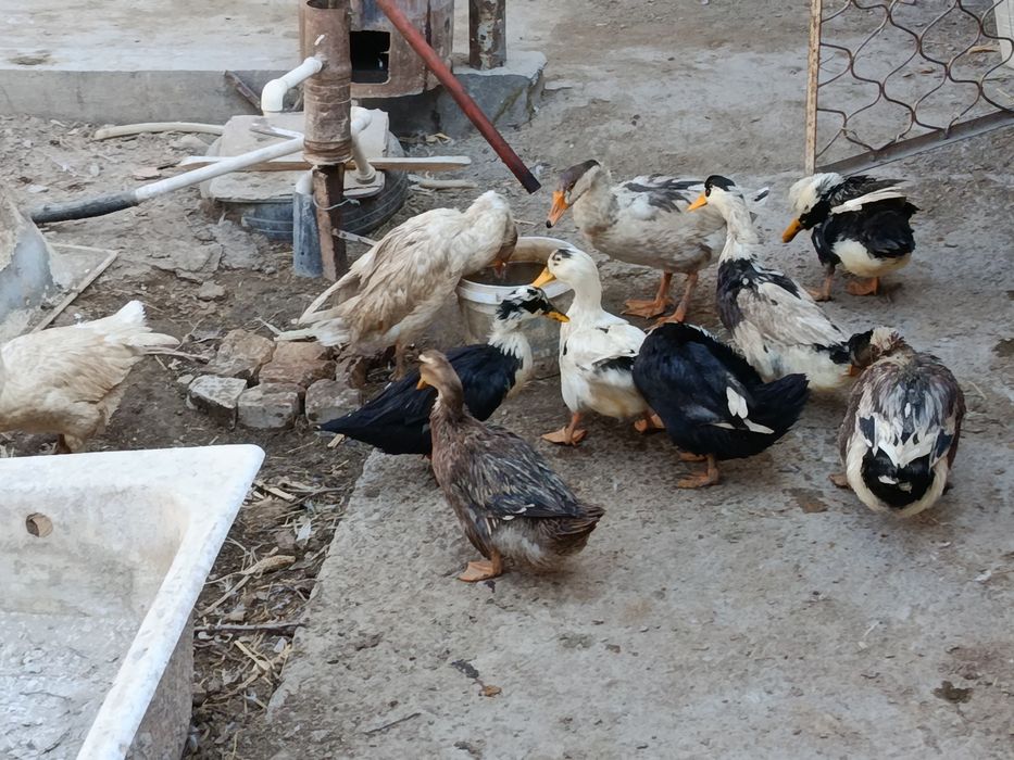 Утки домашние хорошая порода