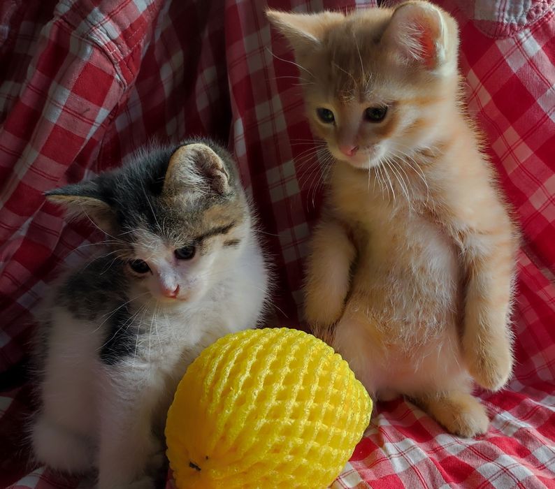 Отдам котят. Мальчик и девочка