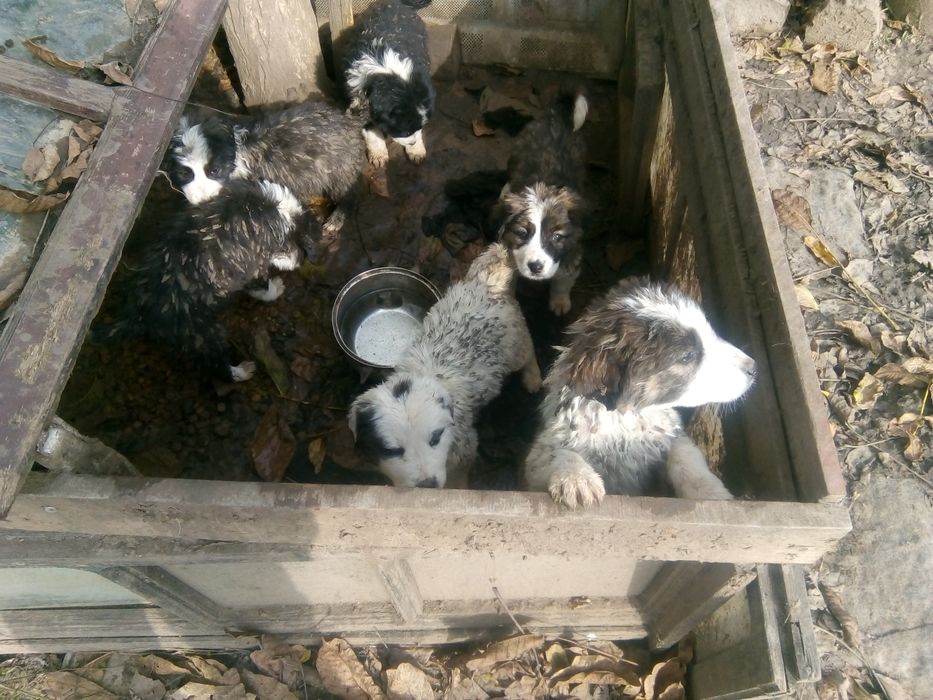 Подарявам кученца каракачанки , на месец и половина.