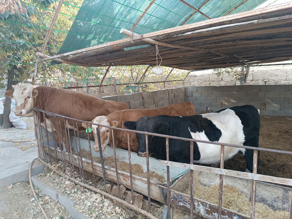 Букачалар зури бор