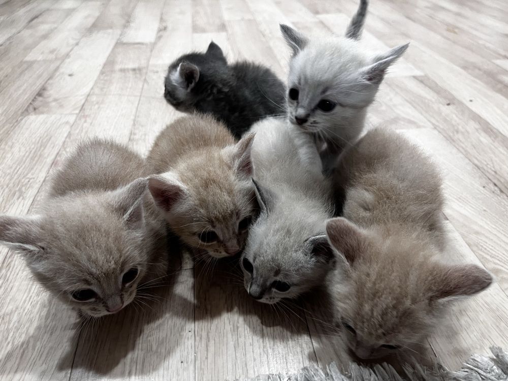 Котята в добрые руки