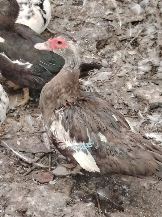 O'rdak g'ozlar sotiladi lichkada kelishamiz chirchiq