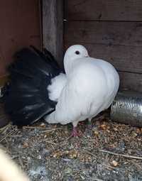 Porumbei voltați albi cu coadă neagră disponibili