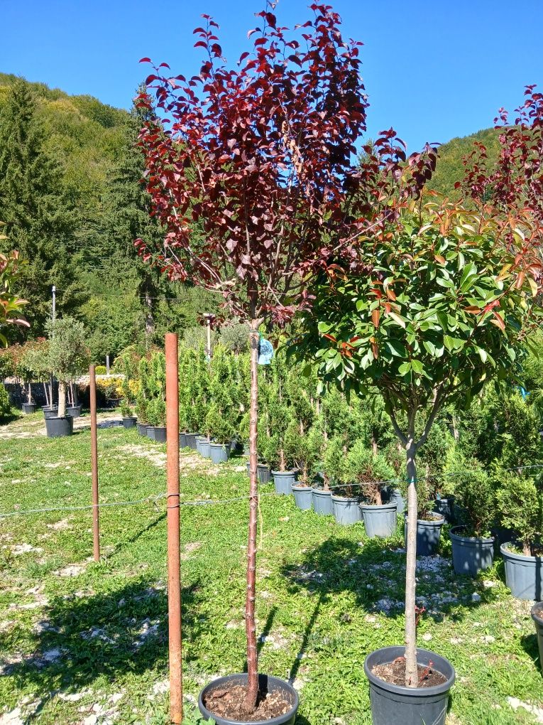 Plante ornamentale