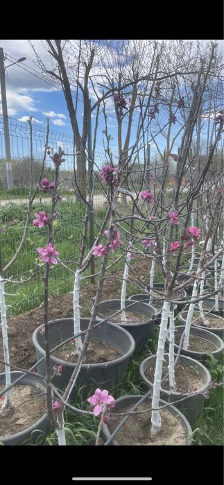 Pomi fructiferi !Pe rod !