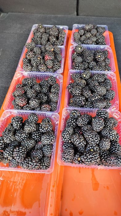 Саженцы Ежевики сорт "Натчес"