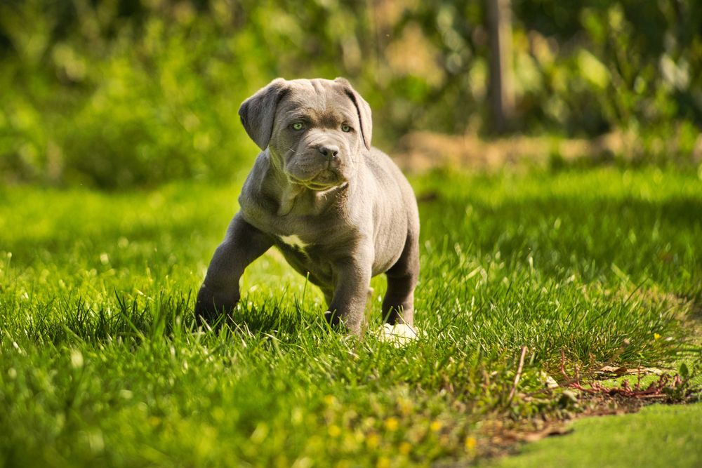 Кученца Кане Корсо Куче Cane Corso