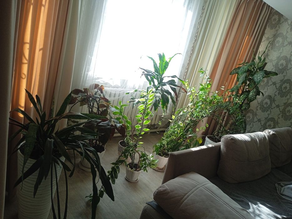 Цвиты цвиты цвиты