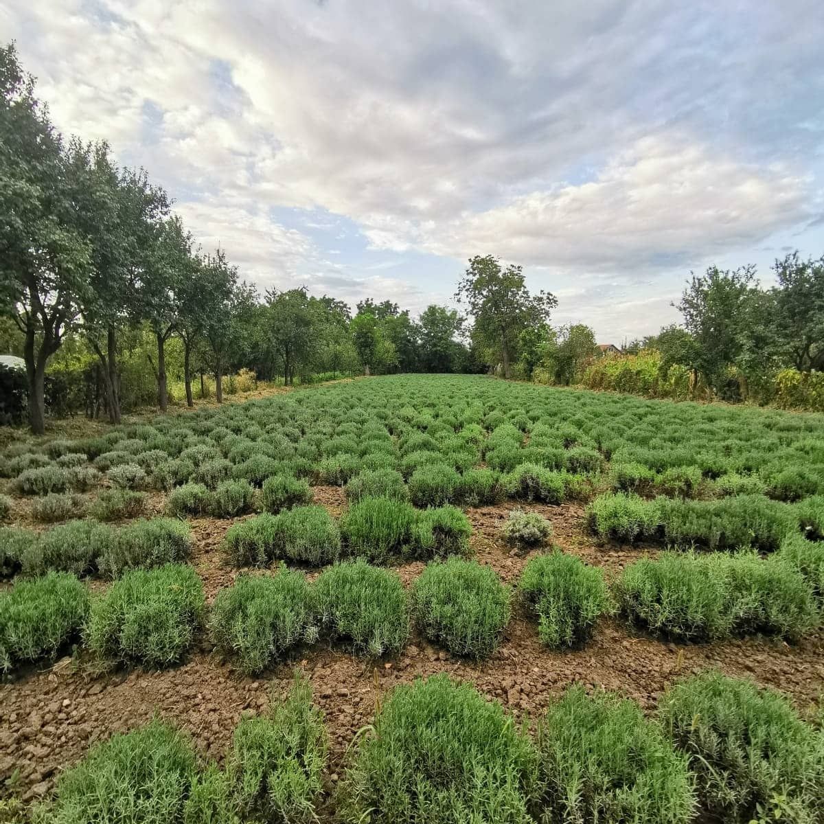 Vand tufe de lavanda