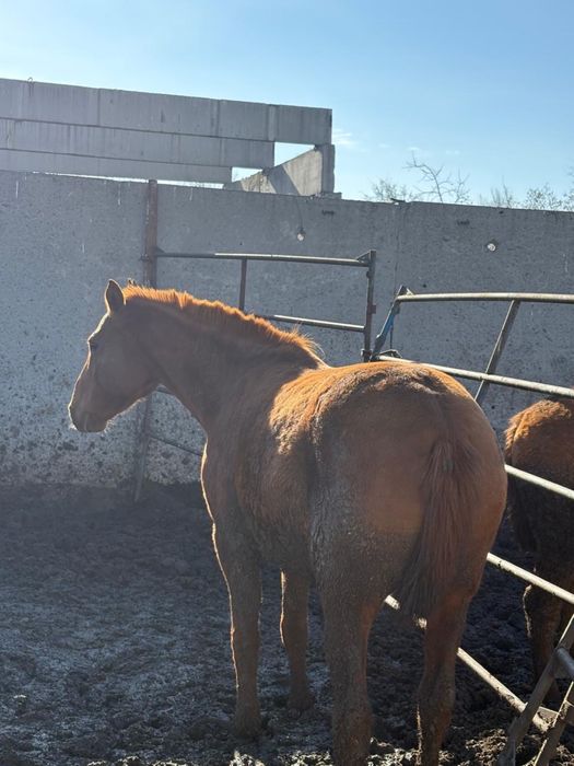 Согым конина откорм