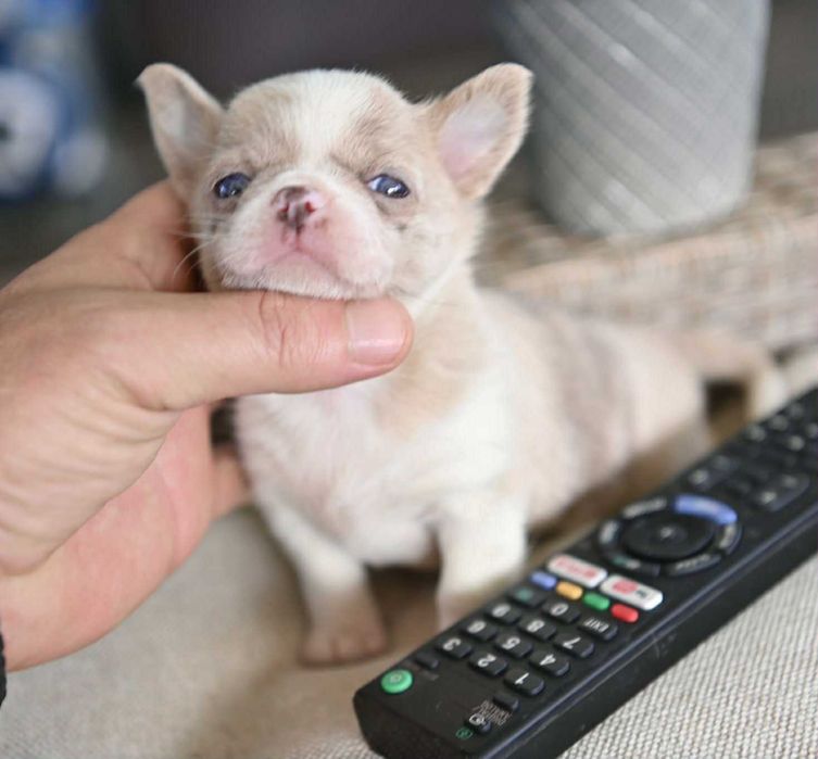 Женско мини чихуахуа лилаво мерле