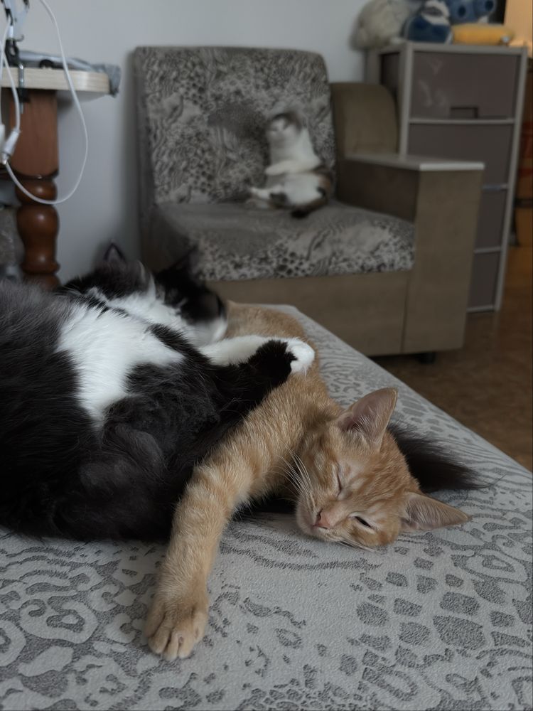 Котенок девочка рыжая