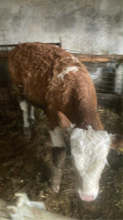 Taurasi cu certificat original