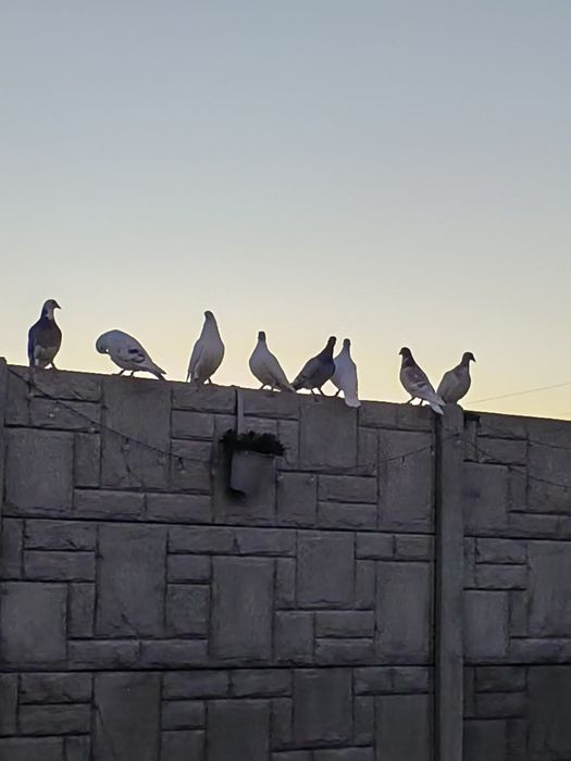 Porumbei voiajori sport