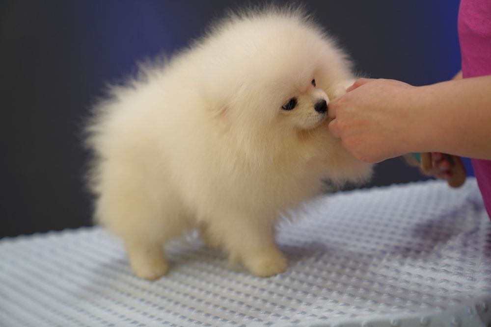 Развъдник Померан Golden Pom - мъжки померан
