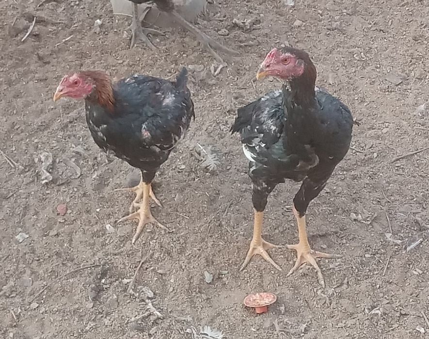 2 та дакан хуроз сотилади.