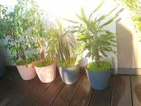 Plante ornamentale ,terasa -interior ,ghivece noi schimbate