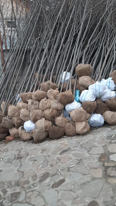 Vând mesteacăn tei cu dimensiuni de la 3 la 7m