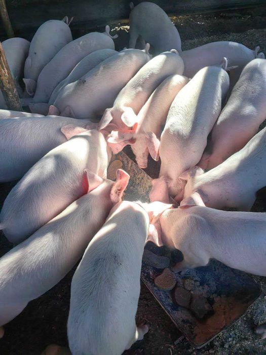 Продавам малки прасета за ресторанти или събития