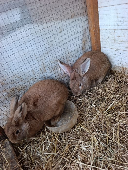 5 oyli quyonla erke urğochi.
