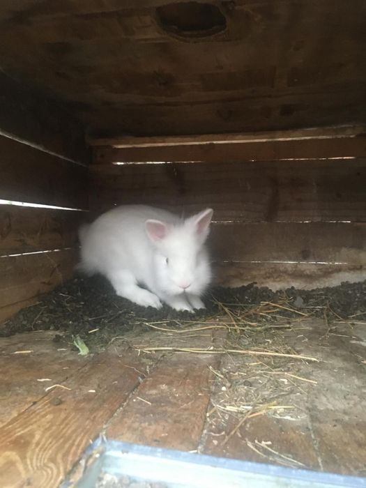 Vand iepurasi hycoli si cap de leu