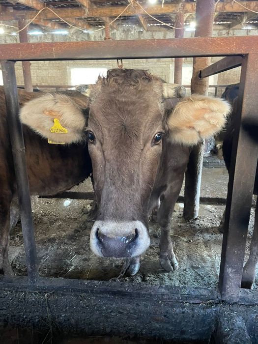 Продам коров стельные