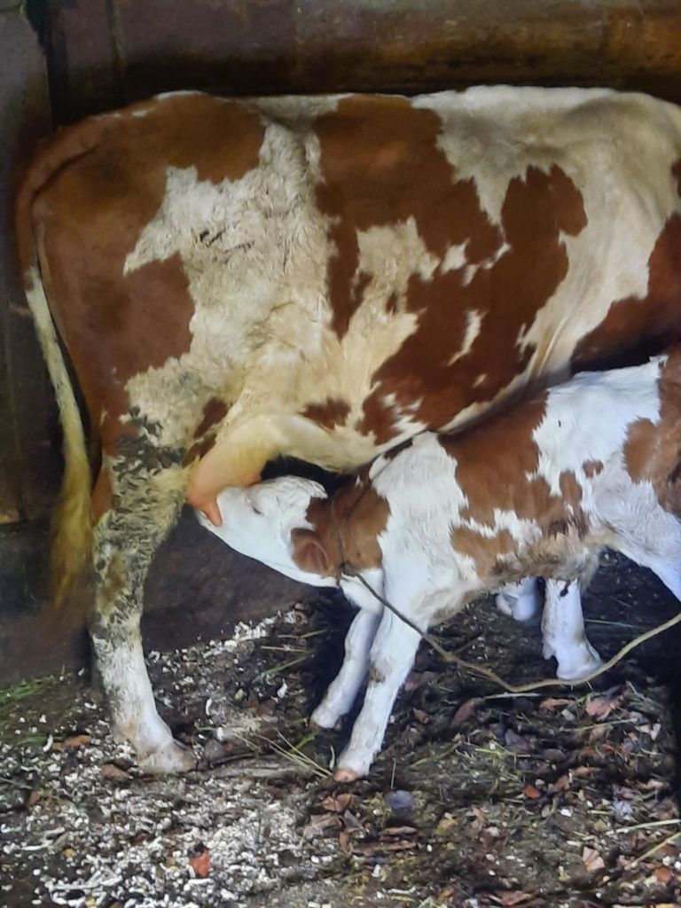 Vacă de vânzare cu vițel