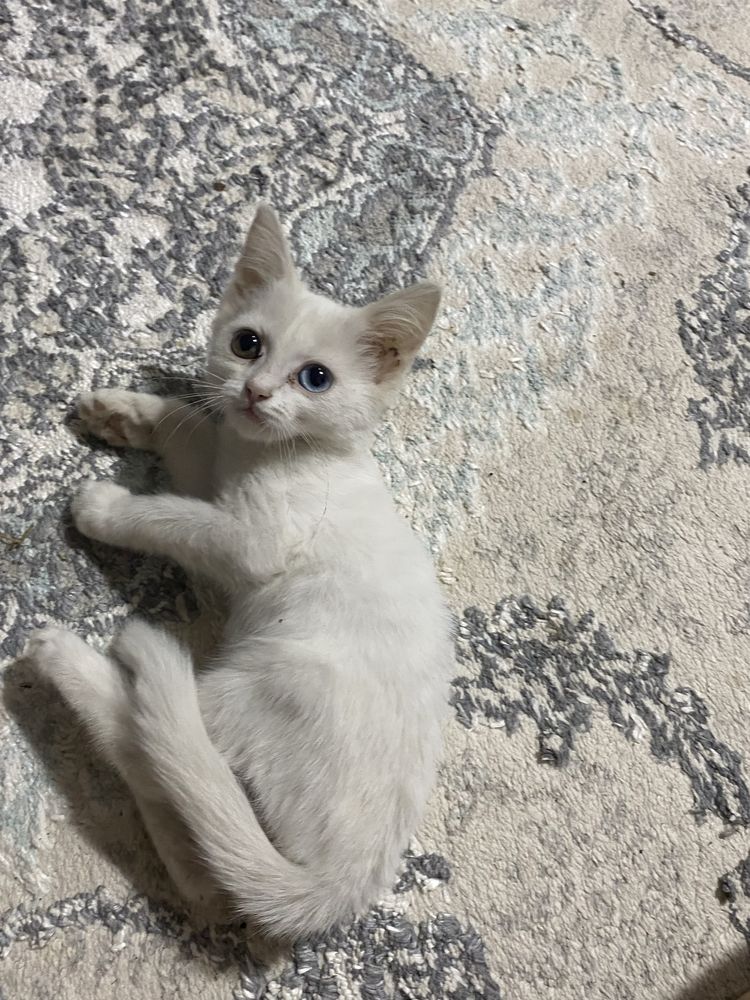 Mushuk (ayol 3 oylik) sotiladi