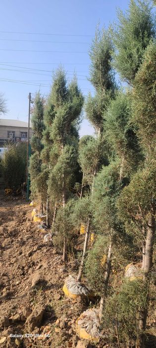 Голубой кипарис арчалар сотилади