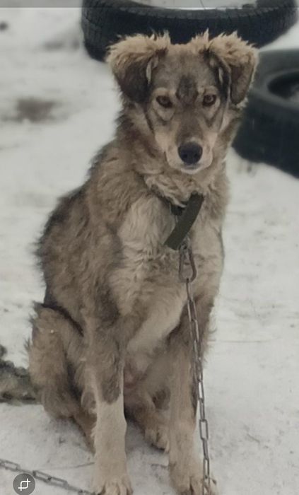 Стерилизованная собака