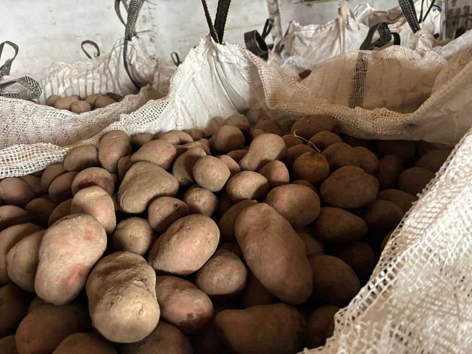 Cartofi rosii in cantitate mare, in biguri